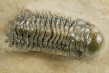 Detailed Crotalocephalina Trilobite - Atchana, Morocco #359537-1